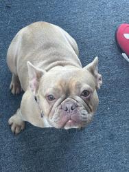 Lost Female Dog last seen Aurora road, Warrensville Heights, OH 44146
