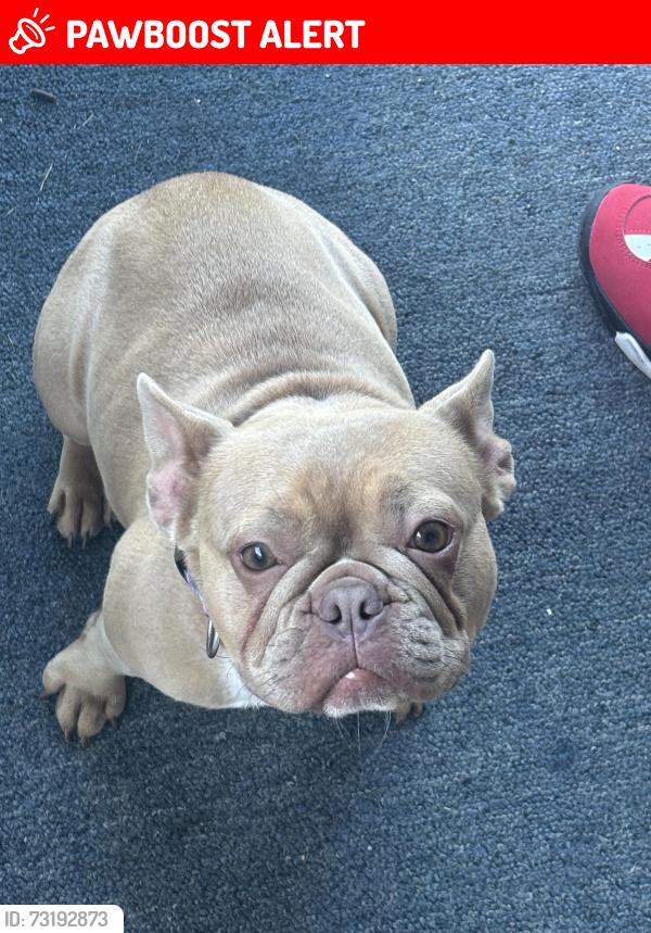 Lost Female Dog last seen Aurora road, Warrensville Heights, OH 44146