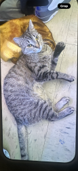 Reunited Female Cat last seen Norstrand ave,ave w, Brooklyn, NY 11229