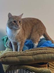 Lost Male Cat last seen Midlothian Village Area, Richmond, VA 23224