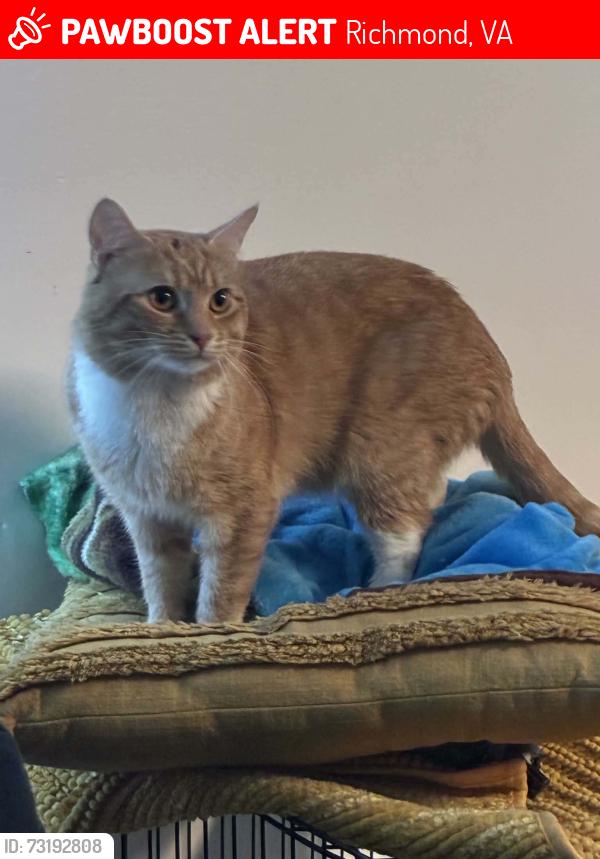 Lost Male Cat last seen Midlothian Village Area, Richmond, VA 23224