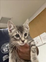 Shelter Stray Unknown Cat last seen , 14409 Vanowen St, Van Nuys, CA 91405, USA