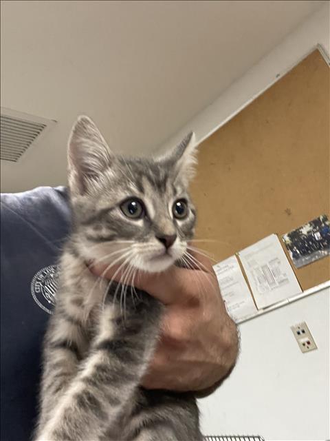 Shelter Stray Unknown Cat last seen , 14409 Vanowen St, Van Nuys, CA 91405, USA