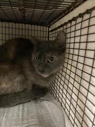 Shelter Stray Female Cat last seen , 14409 Vanowen St, Van Nuys, CA 91405, USA