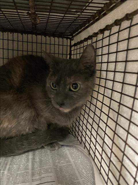 Shelter Stray Female Cat last seen , 14409 Vanowen St, Van Nuys, CA 91405, USA