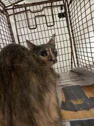 Shelter Stray Female Cat last seen , 14409 Vanowen St, Van Nuys, CA 91405, USA