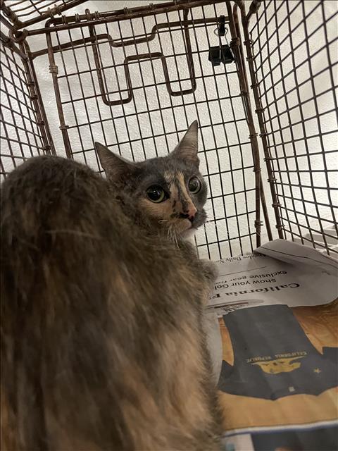 Shelter Stray Female Cat last seen , 14409 Vanowen St, Van Nuys, CA 91405, USA