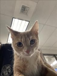 Shelter Stray Unknown Cat last seen , 14409 Vanowen St, Van Nuys, CA 91405, USA
