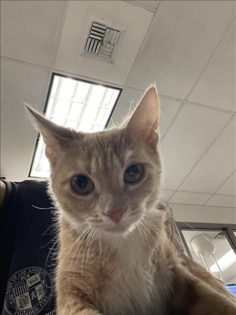 Shelter Stray Unknown Cat last seen , 14409 Vanowen St, Van Nuys, CA 91405, USA