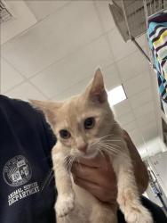 Shelter Stray Unknown Cat last seen , 14409 Vanowen St, Van Nuys, CA 91405, USA