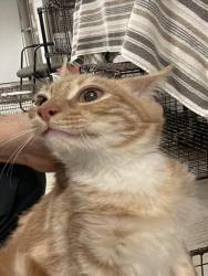 Shelter Stray Unknown Cat last seen , 14409 Vanowen St, Van Nuys, CA 91405, USA