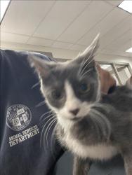 Shelter Stray Unknown Cat last seen , 14409 Vanowen St, Van Nuys, CA 91405, USA