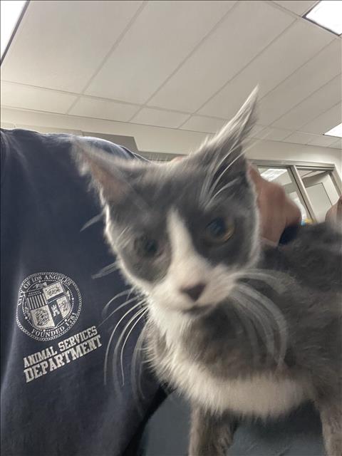 Shelter Stray Unknown Cat last seen , 14409 Vanowen St, Van Nuys, CA 91405, USA
