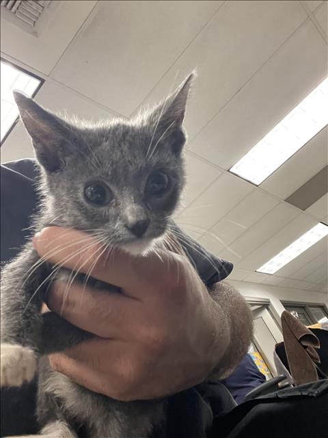 Shelter Stray Unknown Cat last seen , 14409 Vanowen St, Van Nuys, CA 91405, USA