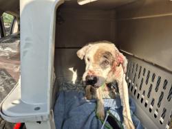 Shelter Stray Male Dog last seen Near BLOCK CARRIE ST, DETROIT MI 48234, 7401 Chrysler Dr, Detroit, MI 48211, USA