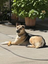 Lost Male Dog last seen Venuto Way & College Oak dr, Sacramento, CA 95841