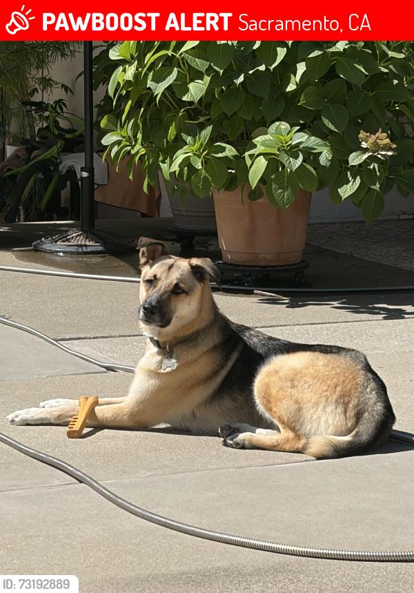 Lost Male Dog last seen Venuto Way & College Oak dr, Sacramento, CA 95841