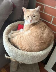 Reunited Male Cat last seen Erksine and Stetson, Manchester, NH 03104