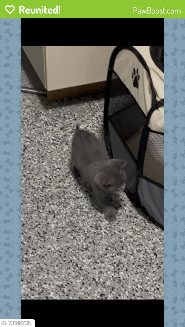 Reunited Male Cat last seen On Baffin street, Dollard-des-Ormeaux, QC H9G 2X9