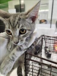 Shelter Stray Male Cat last seen , 1850 W 60th St, Los Angeles, CA 90047, USA