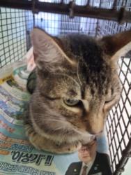 Shelter Stray Male Cat last seen , 1850 W 60th St, Los Angeles, CA 90047, USA