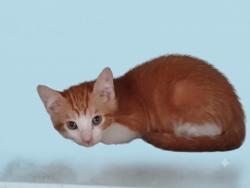 Shelter Stray Male Cat last seen , 1850 W 60th St, Los Angeles, CA 90047, USA