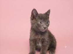 Shelter Stray Female Cat last seen , 1850 W 60th St, Los Angeles, CA 90047, USA