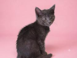 Shelter Stray Female Cat last seen , 1850 W 60th St, Los Angeles, CA 90047, USA