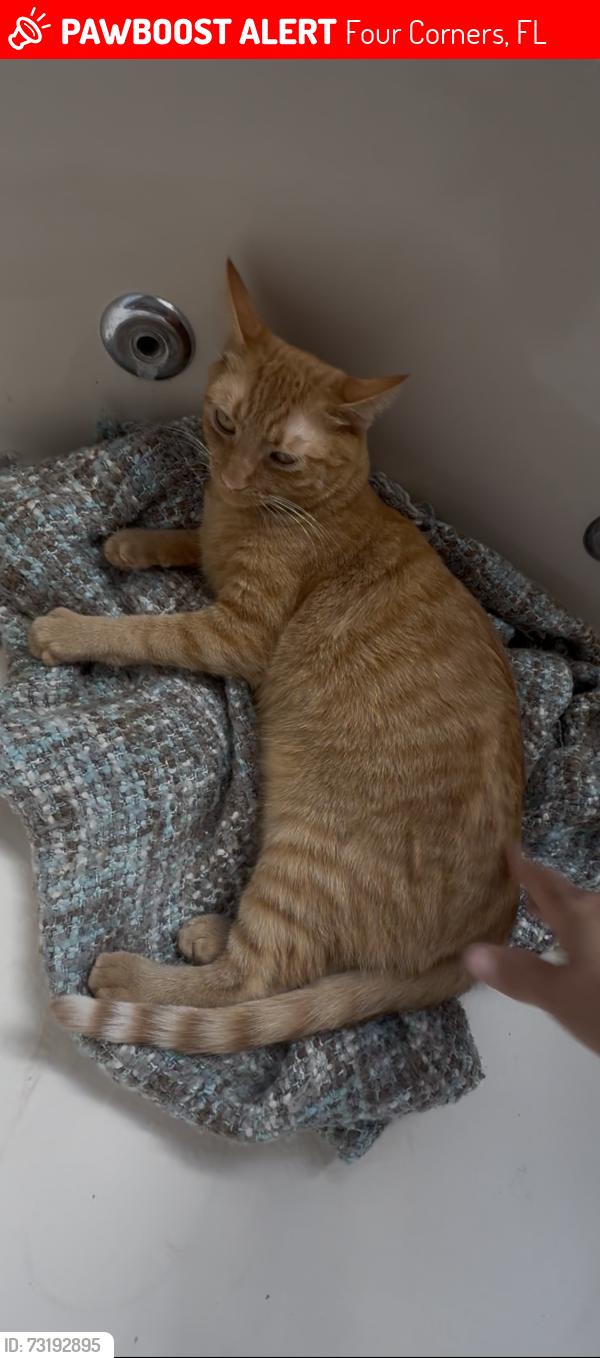 Lost Male Cat last seen Lake davenport ests Dr, Four Corners, FL 33897