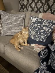 Reunited Male Cat last seen Guion road, Indianapolis, IN 46254