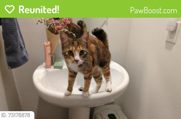 Reunited Unknown Cat last seen Park by LGI Beverly Homes near Onsdorf, Battle Ground, WA 98604