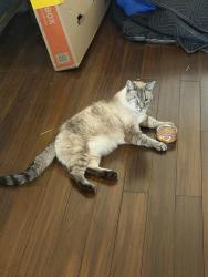 Reunited Male Cat last seen Durango and Blue Diamond, Las Vegas, NV 89178