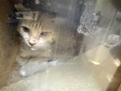 Shelter Stray Male Cat last seen ARCADE BLVD & ELEANOR AVE, 2127 Front St, Sacramento, CA 95818, USA