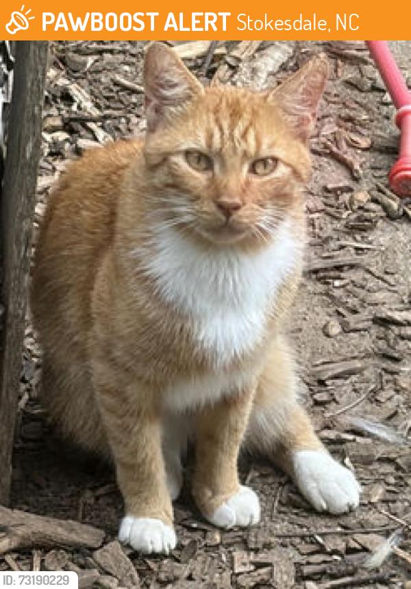 Found/Stray Male Cat last seen Near and 158 near Stokesdale Elementary School, Stokesdale, NC 27357