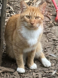 Found/Stray Male Cat last seen Near and 158 near Stokesdale Elementary School, Stokesdale, NC 27357