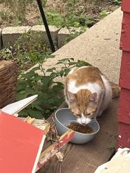 Found/Stray Unknown Cat last seen McClellan and Brookings, Sioux Falls, SD 57104