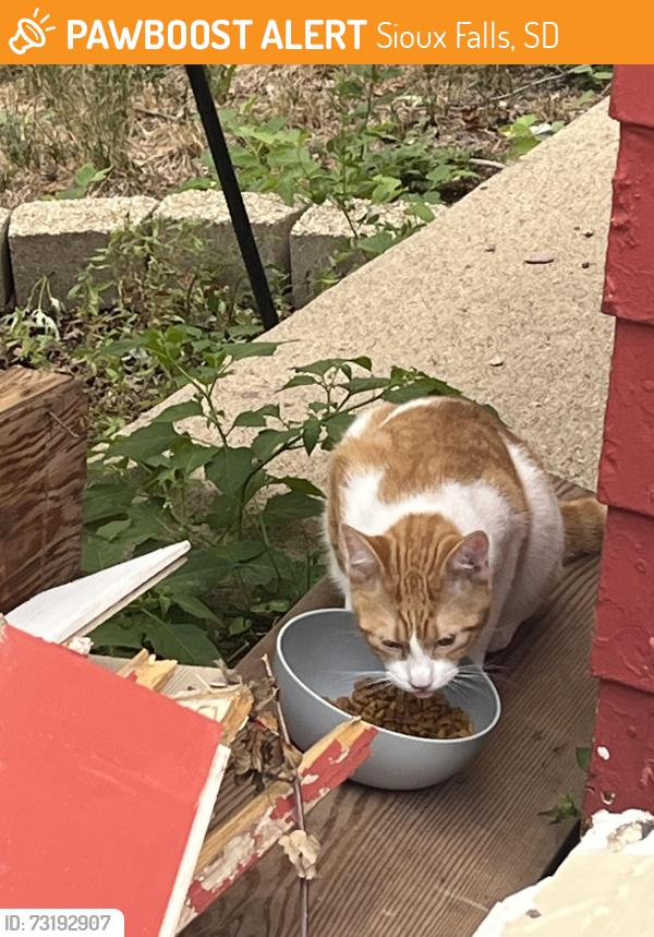 Found/Stray Unknown Cat last seen McClellan and Brookings, Sioux Falls, SD 57104