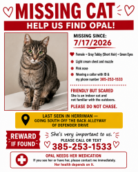 Reunited Female Cat last seen Near w Messix Lane (13920 South) which is back alley way from my garage, Herriman, UT 84096