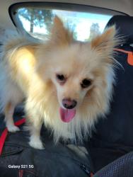Reunited Male Dog last seen 274th and 123rd ave se, Kent WA, Kent, WA 98030