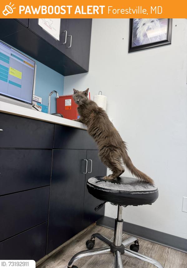 Found/Stray Male Cat last seen Alberta Drive & Ritchie Rd District Heights, MD, Forestville, MD 20747