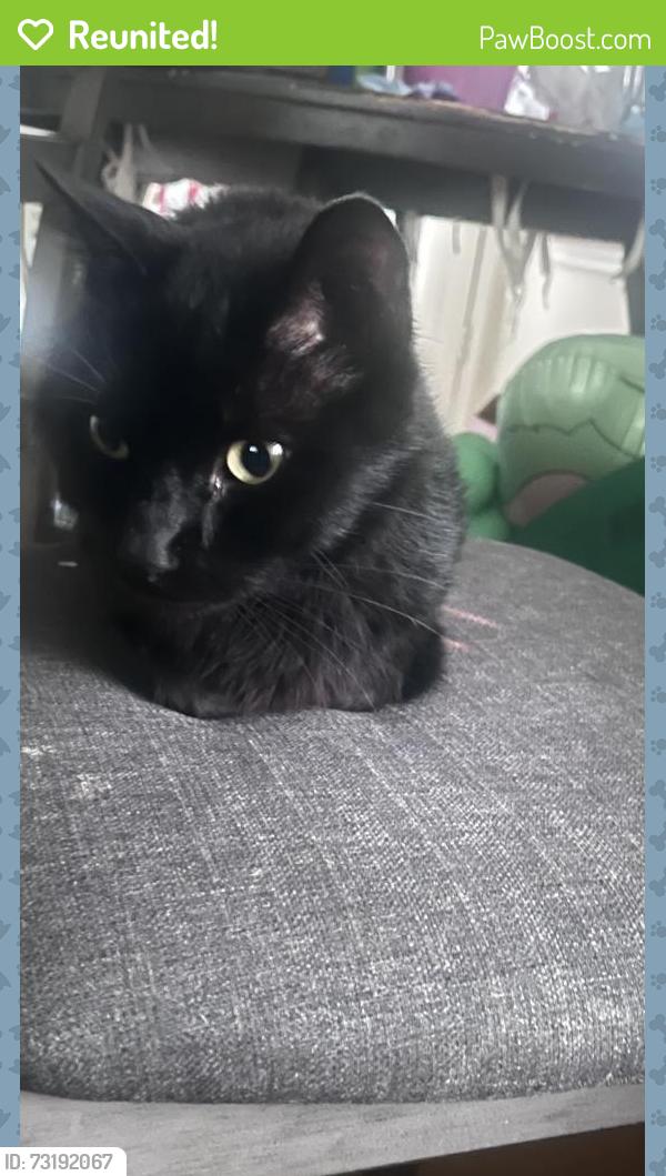 Reunited Male Cat last seen Falcon, St. Louis, MO 63133