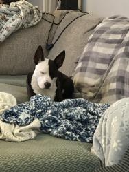 Reunited Female Dog last seen Near Jackson Cir, Birmingham, AL 35235, USA, Birmingham, AL 35235