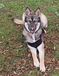 Lost Male Dog last seen Dakota & West / Ashlan & West, Fresno, CA 93705