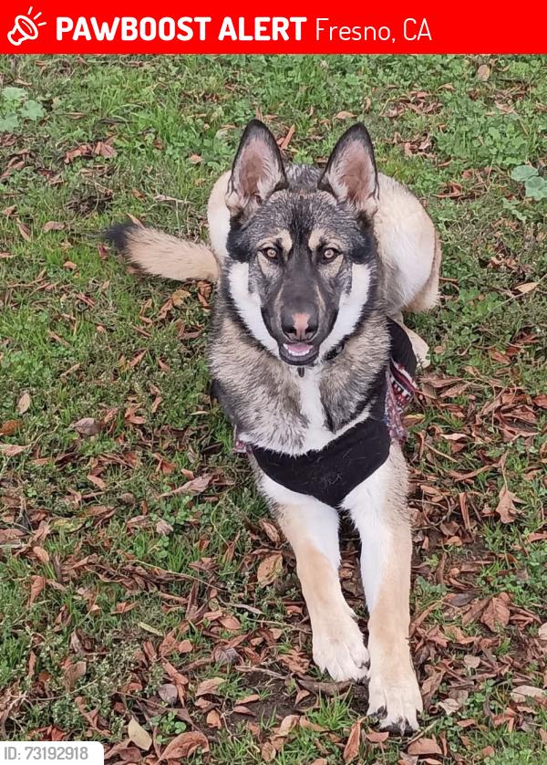 Lost Male Dog last seen Dakota & West / Ashlan & West, Fresno, CA 93705