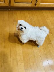 Reunited Male Dog last seen Cottrell Dr. and Canara Ct, Flower Mound, TX 75022