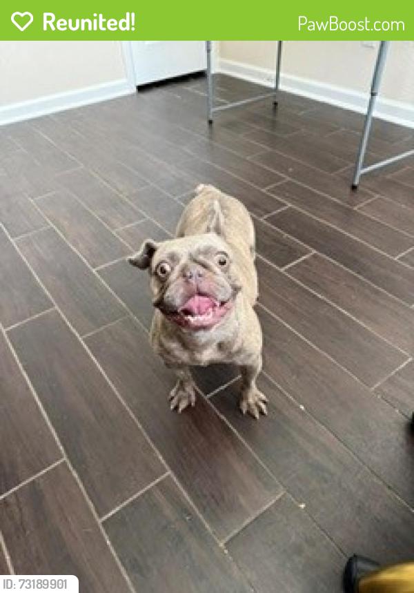 Reunited Female Dog last seen Downey Violet Ln, Greensbrook Place, TX 77044