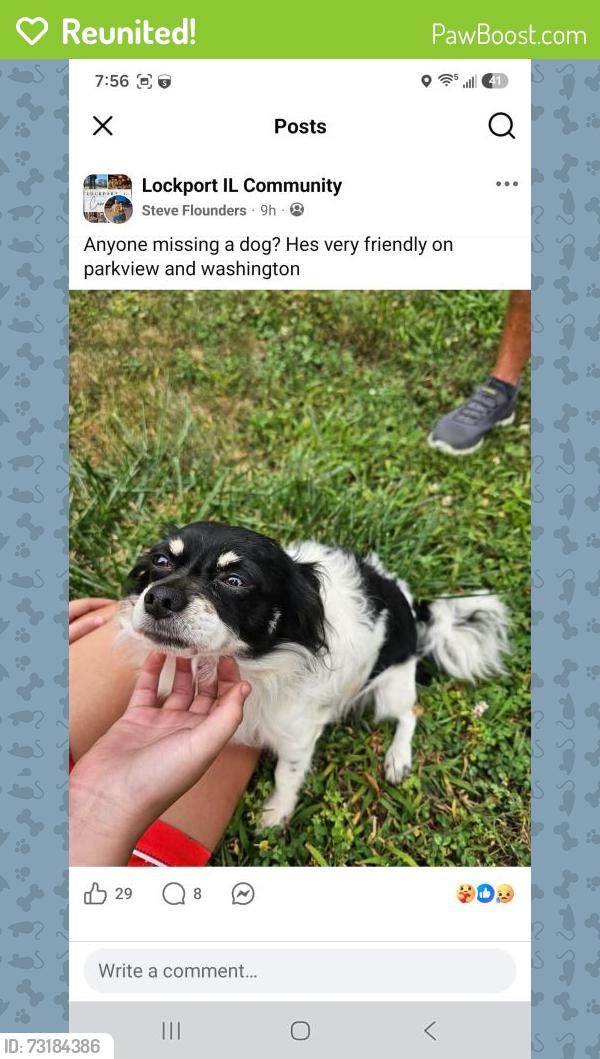 Reunited Male Dog last seen Washington st & Prairie, Lockport, IL 60441