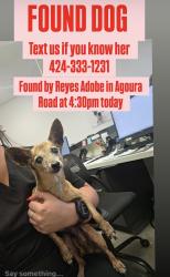 Found/Stray Female Dog last seen Reyes Adobe, Agoura Hills, CA 91301