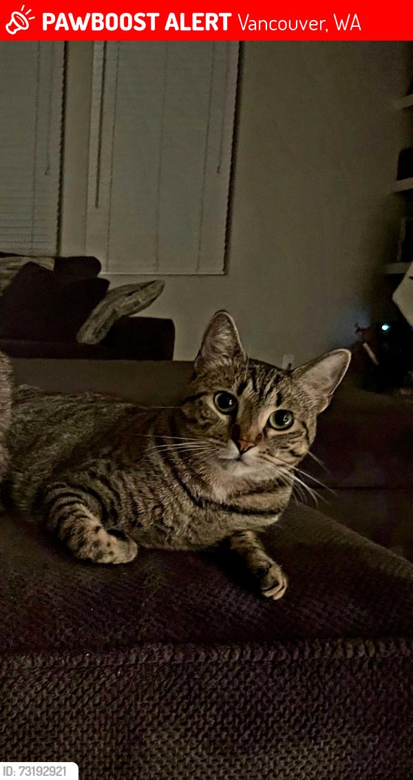 Lost Female Cat last seen Ne 18th st & 156th st, Vancouver, WA 98686