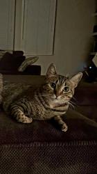 Lost Female Cat last seen Ne 18th st & 156th st, Vancouver, WA 98686
